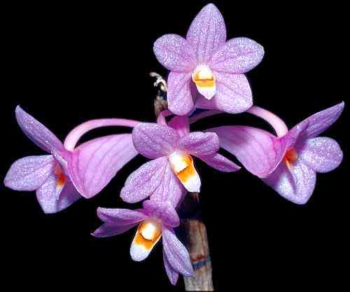 Dendrobium hasseltii